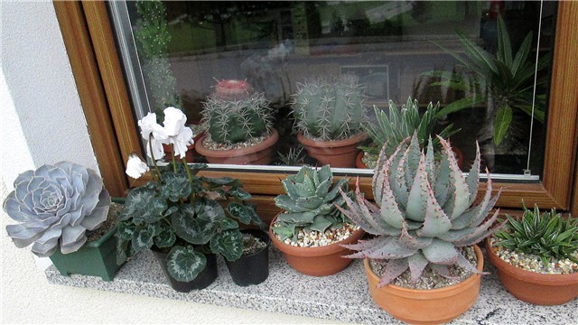 echeveria lilacina